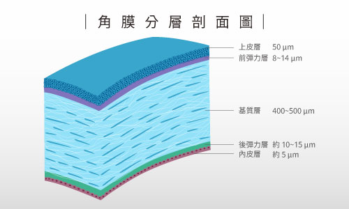 角膜分層剖面圖